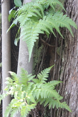 Davallia denticulata