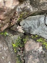 Brachycyttarus griseus