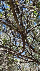 Acacia cultriformis