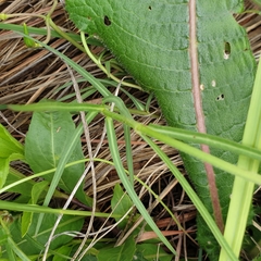 Asclepias eminens