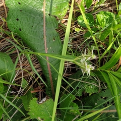 Asclepias eminens