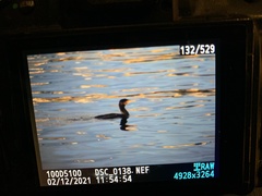 Phalacrocorax carbo
