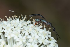 Gasteruption longicolle