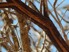 Caerostris corticosa