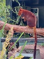 Dendrolagus goodfellowi