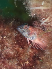 Enneapterygius atrogulare