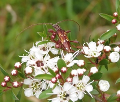 Coptocercus biguttatus