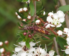 Coptocercus biguttatus
