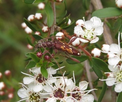 Coptocercus biguttatus