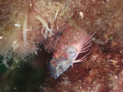 Enneapterygius atrogulare
