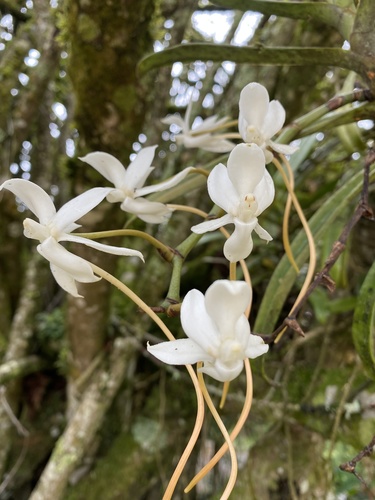 Aerangis thomsonii