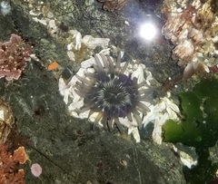 Aulactinia incubans