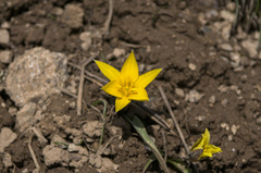 Tulipa dasystemon