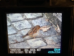 Passer domesticus