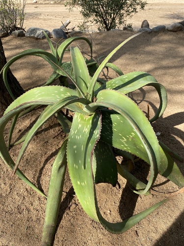Aloe scabrifolia