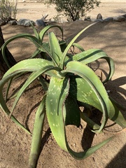 Aloe turkanensis