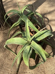 Aloe turkanensis
