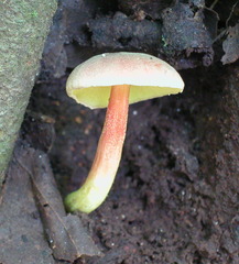 Singerocomus