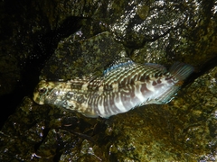 Istiblennius edentulus