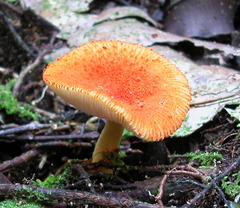 Amanita calochroa