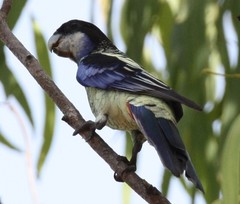 Platycercus venustus