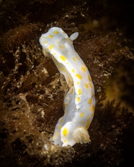 Goniobranchus tasmaniensis