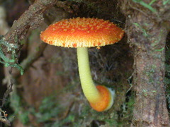 Amanita calochroa