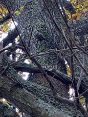 Certhia brachydactyla