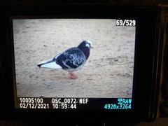 Columba livia domestica