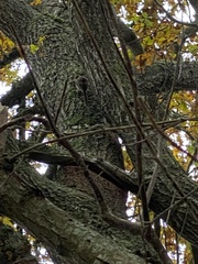 Certhia brachydactyla