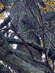 Certhia brachydactyla