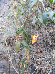 Gonolobus arizonicus