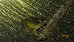 Chalcorana chalconota