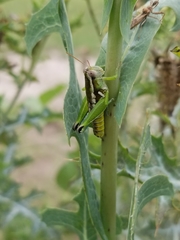 Paraidemona