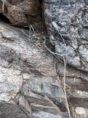 Gonolobus arizonicus