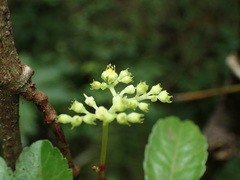 Causonis corniculata