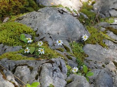 Celmisia bellidioides