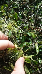 Clematis forsteri
