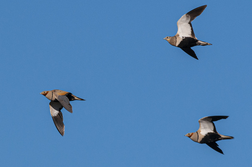 Black-bellied Sandgrouse, photo 7 of 7