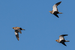 Black-Bellied Sandgrouse photo 5