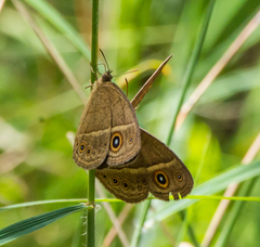 Brakefieldia perspicua