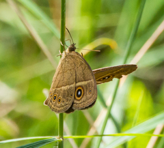 Brakefieldia perspicua