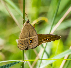 Brakefieldia perspicua