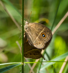 Brakefieldia perspicua