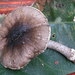 False Sporeless Amanita - Photo (c) northgondwana, some rights reserved (CC BY-NC)