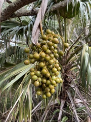 Pritchardia kaalae