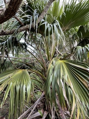 Pritchardia kaalae