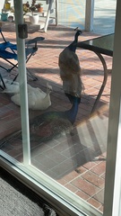 Pavo cristatus