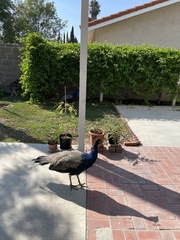 Pavo cristatus