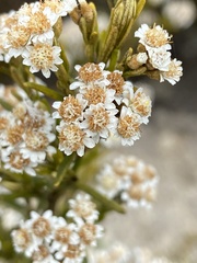 Ozothamnus rosmarinifolius